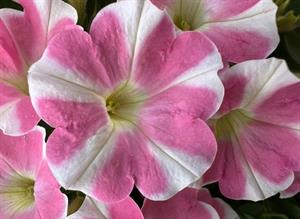 Petunia Fanfare Heartbreaker